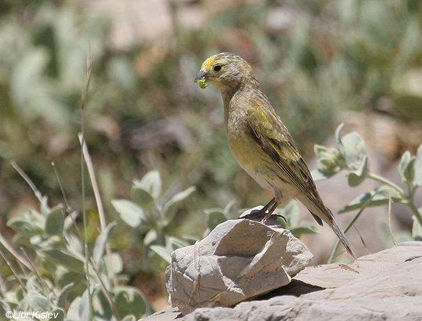 בזבוז לבנון Syrian Serin Serinus syriacus                          הר החרמון,מאי 2008.צלם:ליאור כסלו.                                